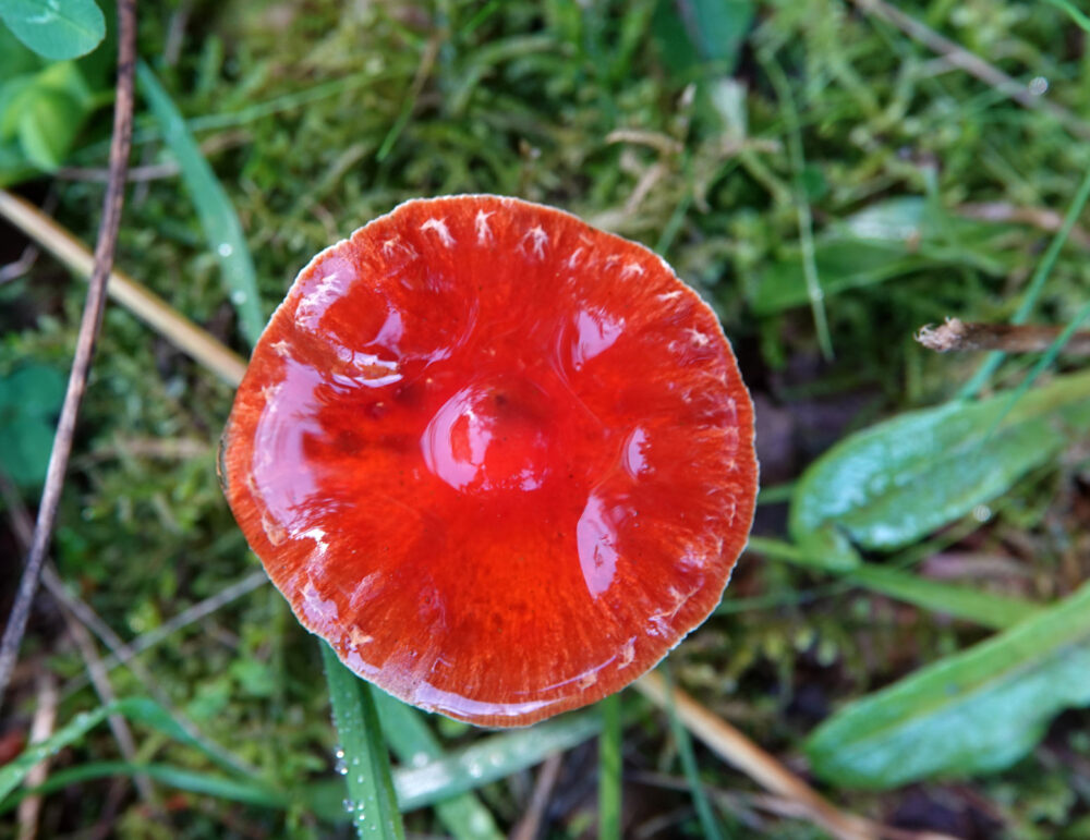 Oranjerode stropharia