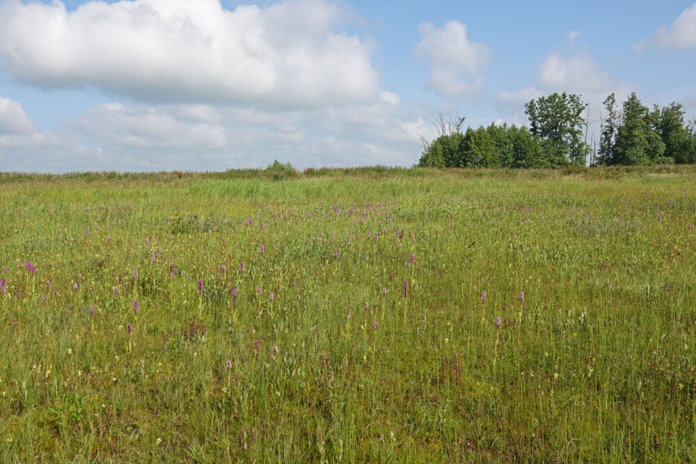 Orchideeën in Matslootgebied