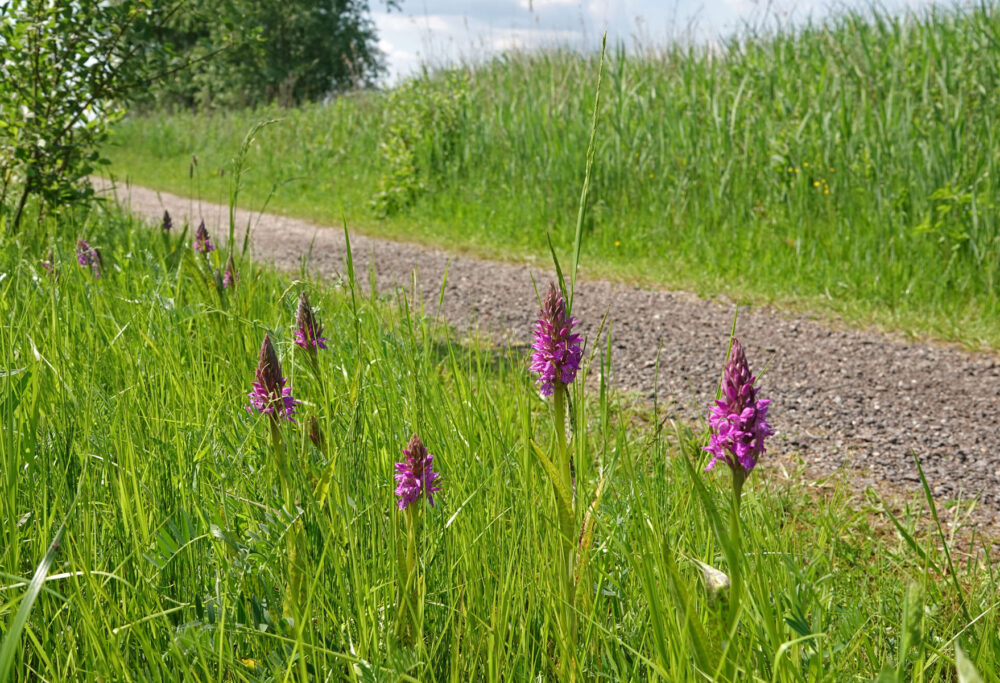 Orchideeën in Matslootgebied