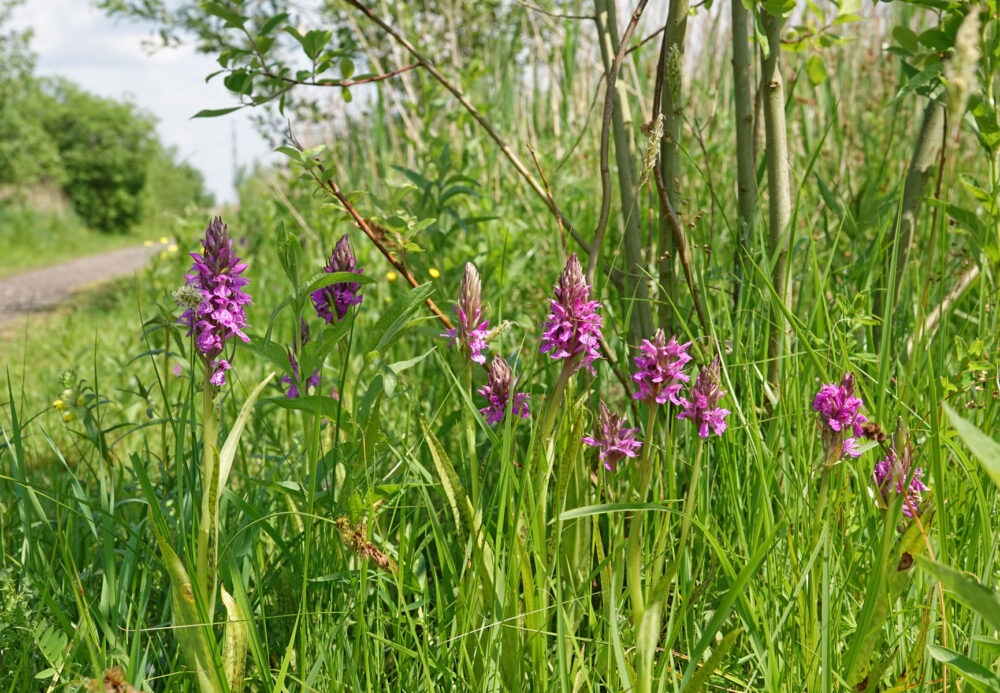 Orchideeën langs Onlandse Dijk (Onlanden)