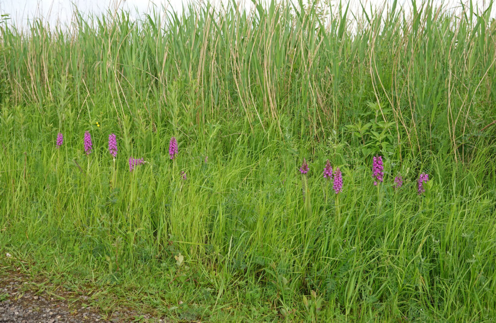 Orchideeën langs Onlandse Dijk in het Matslootgebied