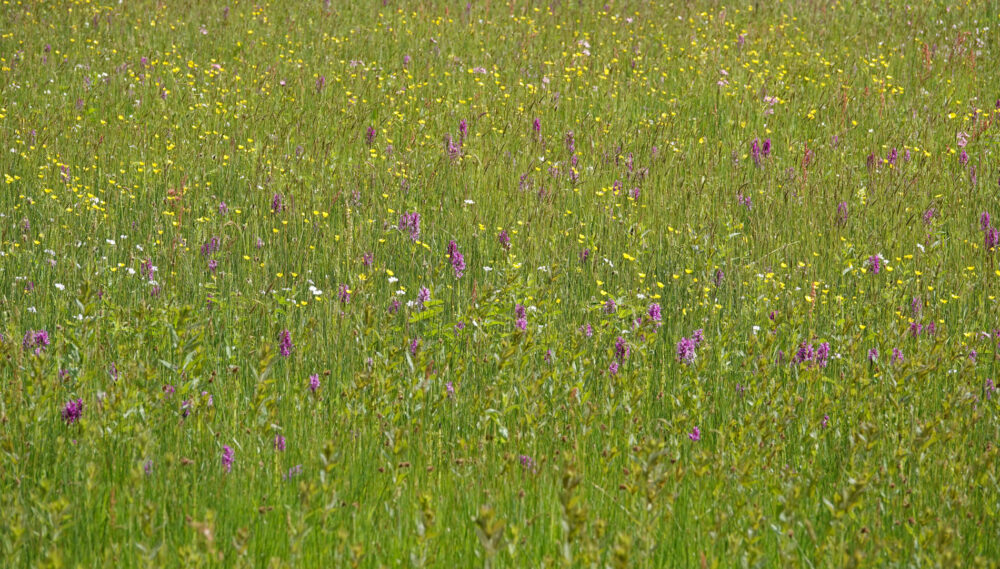 Orchideeën langs het Anlooërdiepje (Drentsche Aa)