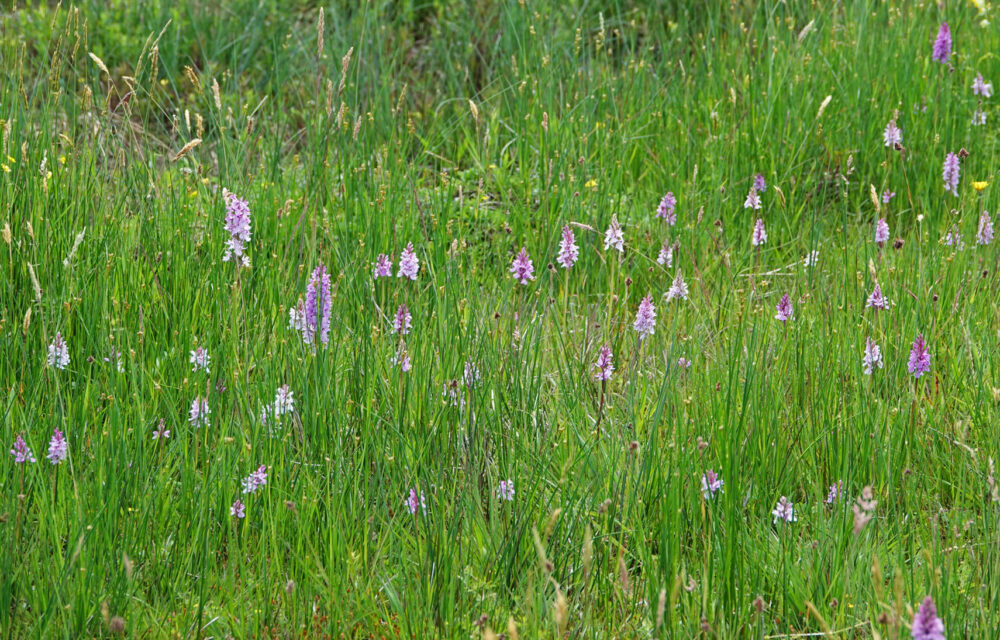 Orchideeën op het Eexterveld