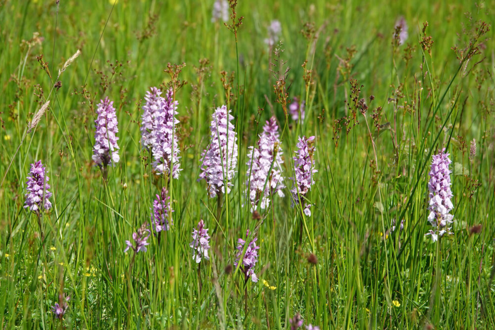 Orchideeën op het Eexterveld