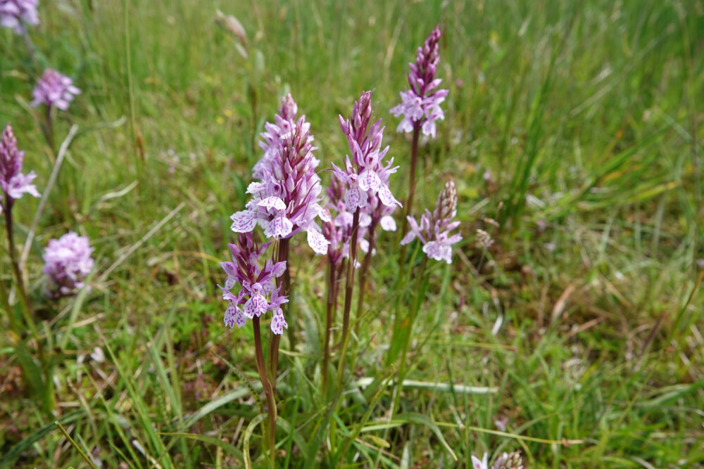 Orchis (Eexterveld)