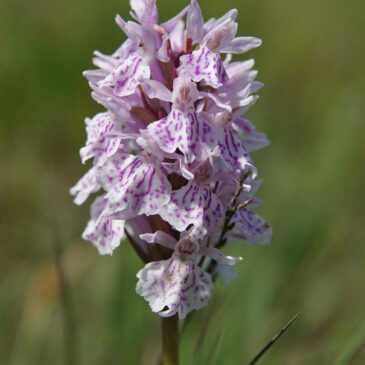 Orchis (bos-, heide-, gevlekte)
