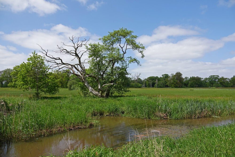 Oudemolensche Diep in het voorjaar
