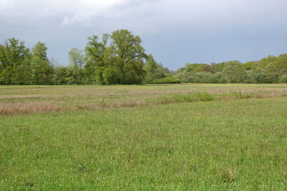 Oudemolensche Diep in het voorjaar (NP Drentsche Aa)