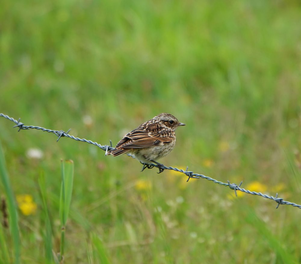 Paapje (Weeringsbroeken, Onlanden)