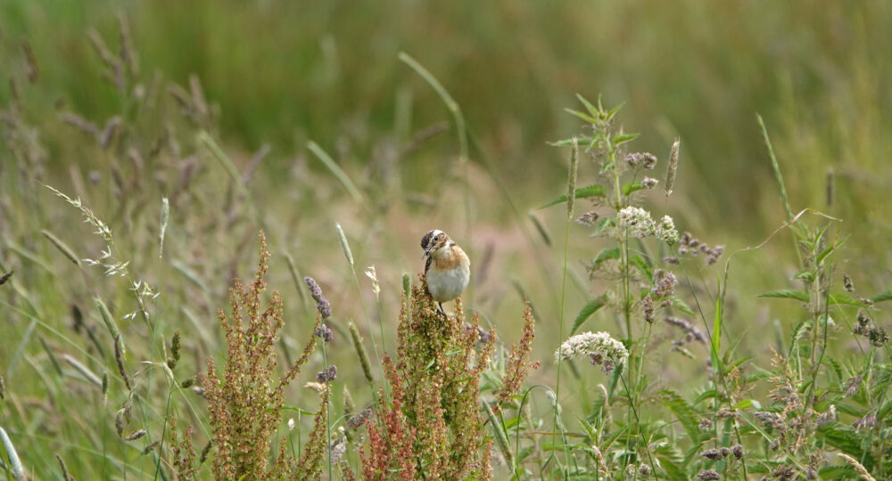 Paapje in de Weeringsbroeken (Onlanden)