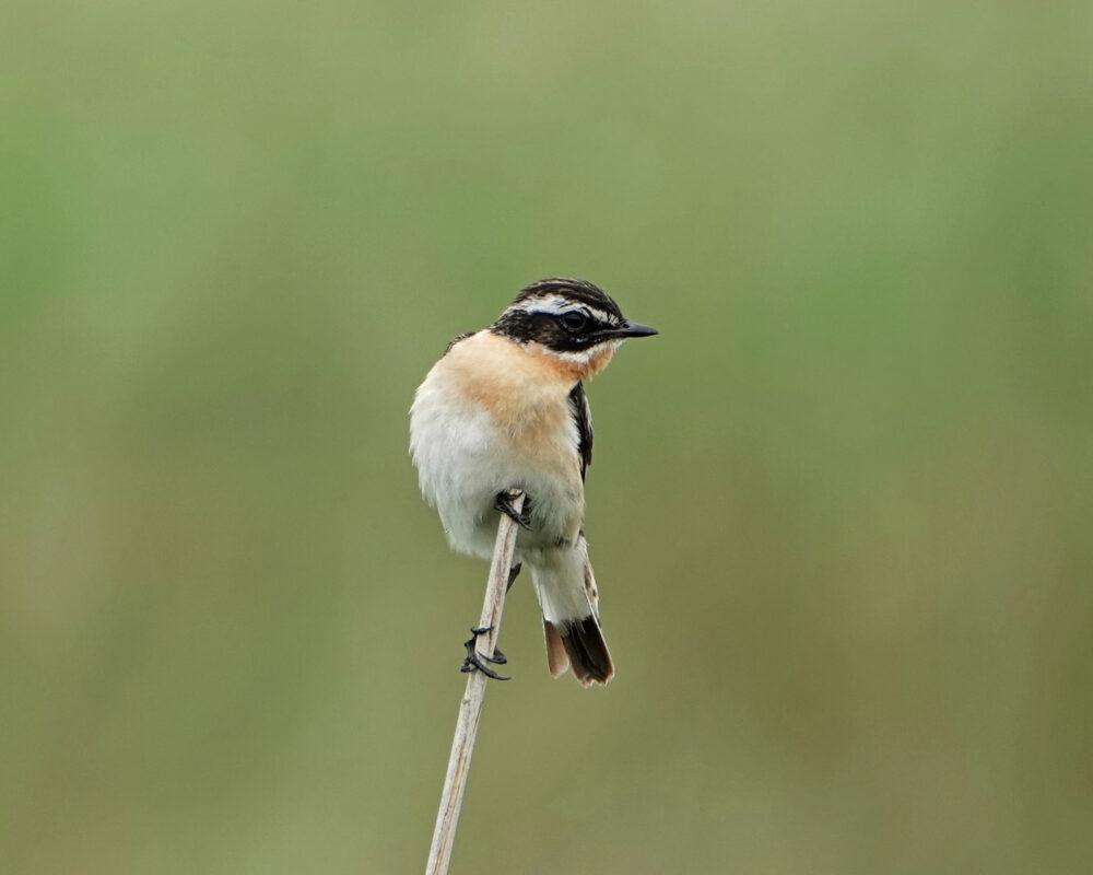 Paapje in de Weeringsbroeken (Onlanden)