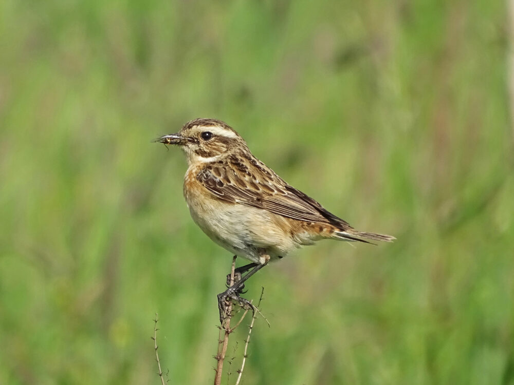 Paapje met insect