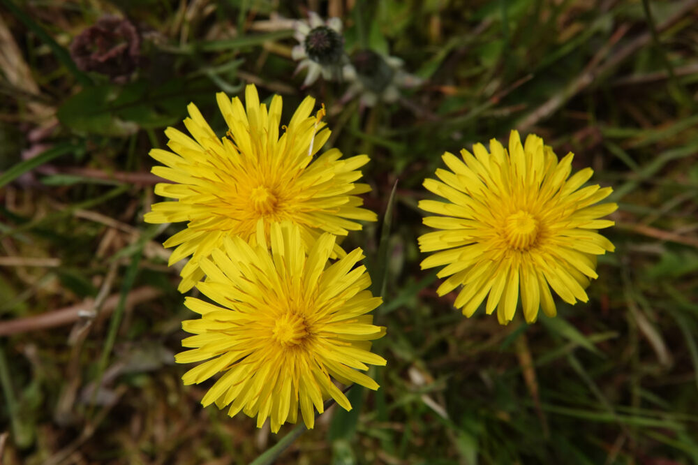 Paardenbloem