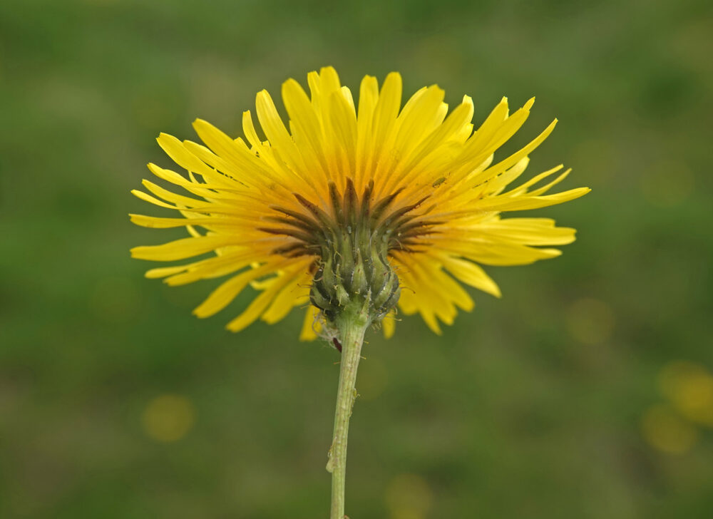Paardenbloem