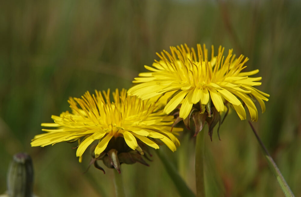 Paardenbloem