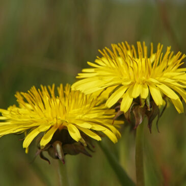Paardenbloem