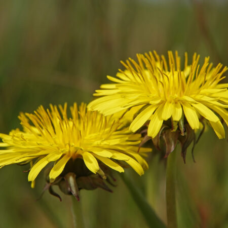 Paardenbloem