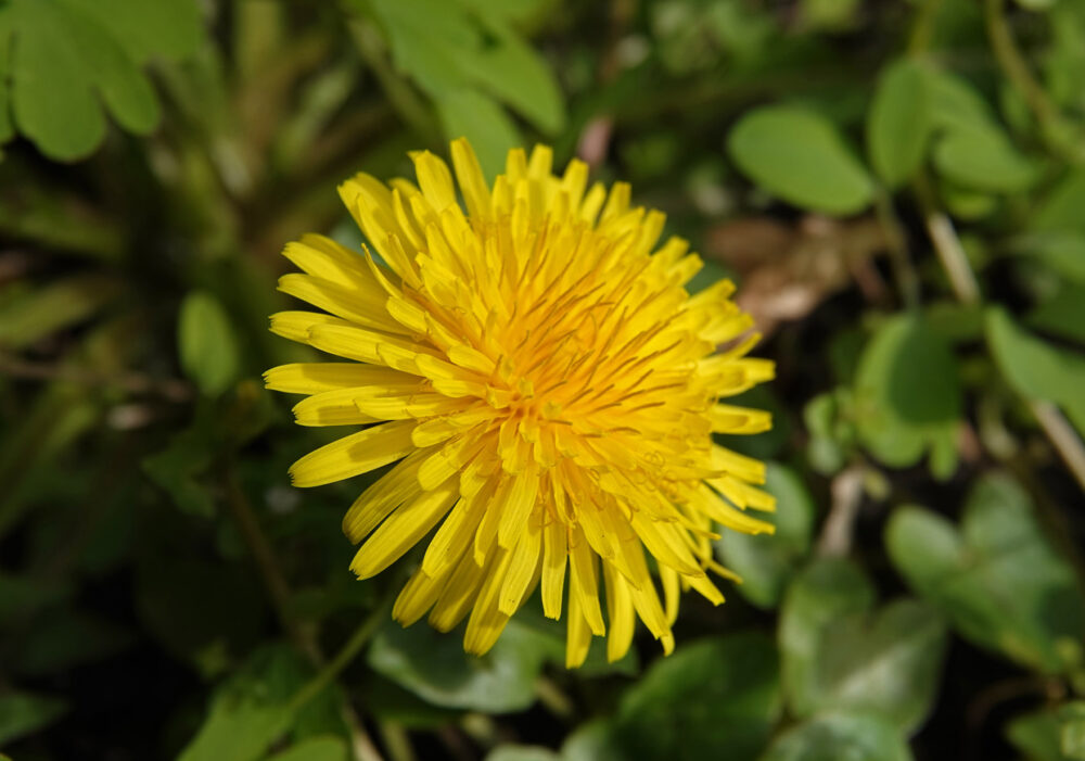 Paardenbloem
