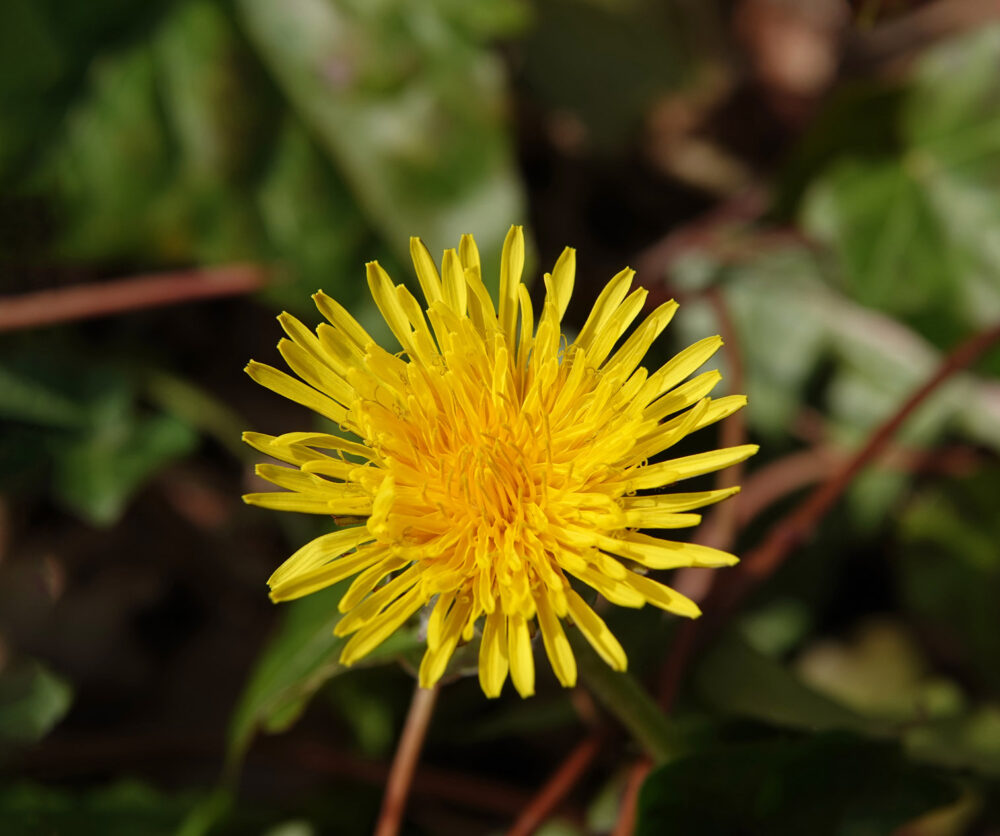 Paardenbloem
