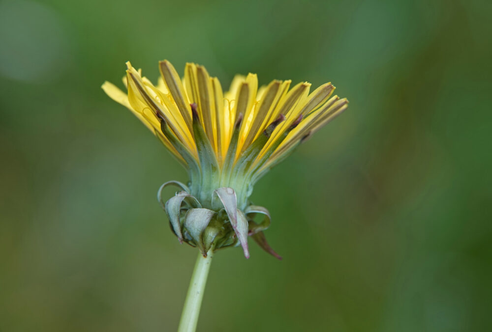Paardenbloem