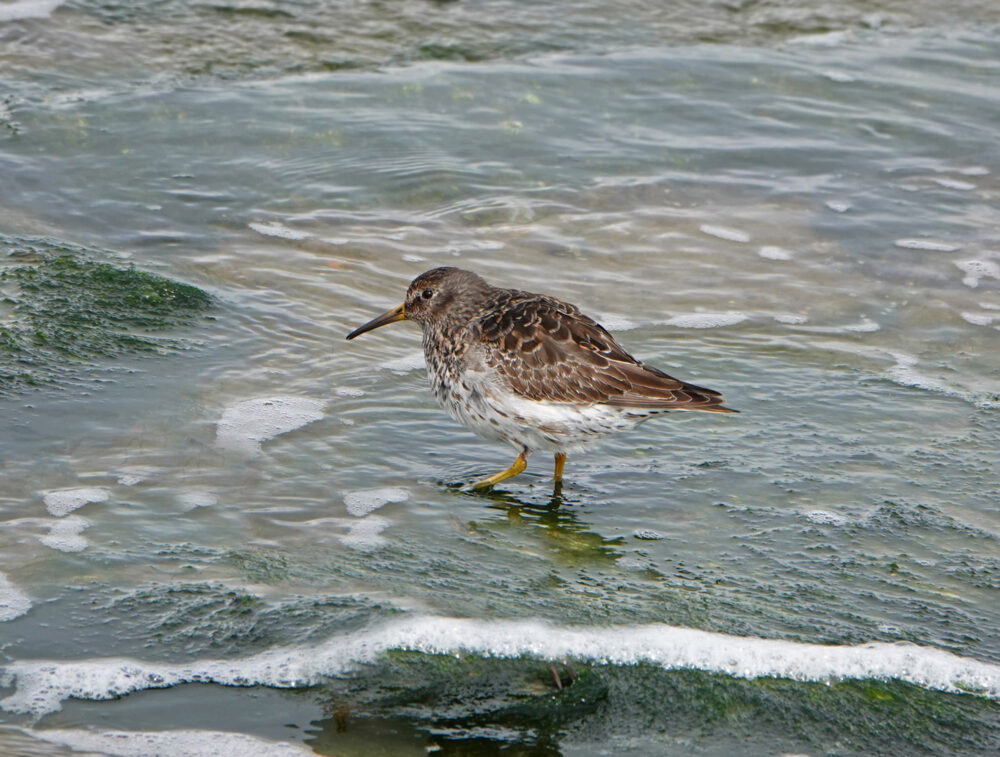Paarse Strandloper