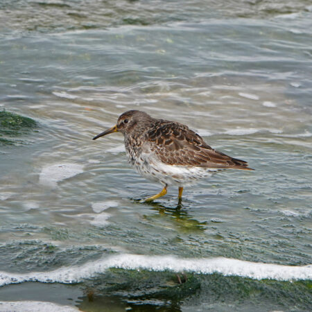Paarse strandloper