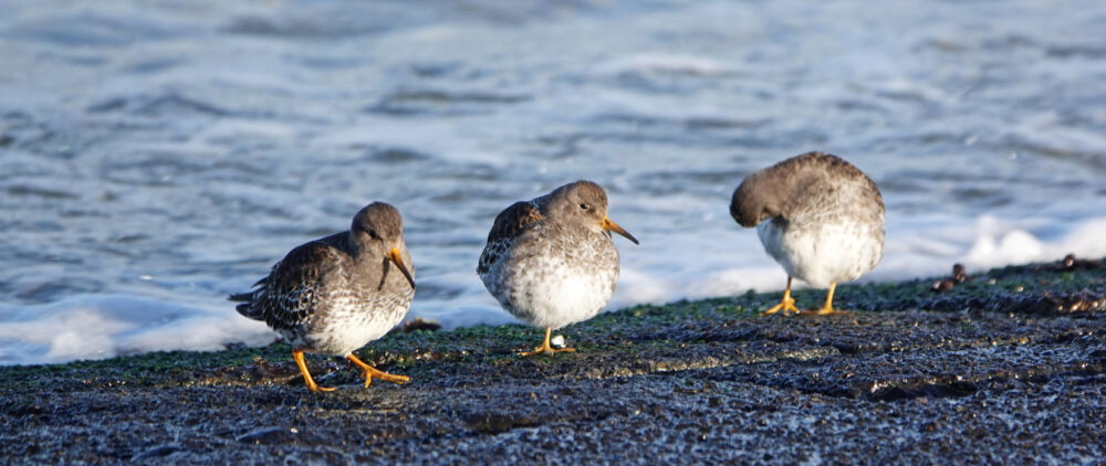 Paarse strandloper op dijk langs het wad