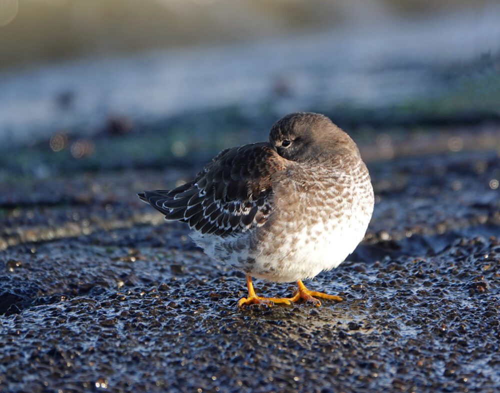Paarse strandloper op dijk langs het wad