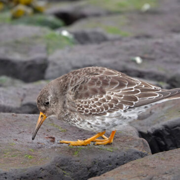 Paarse strandloper