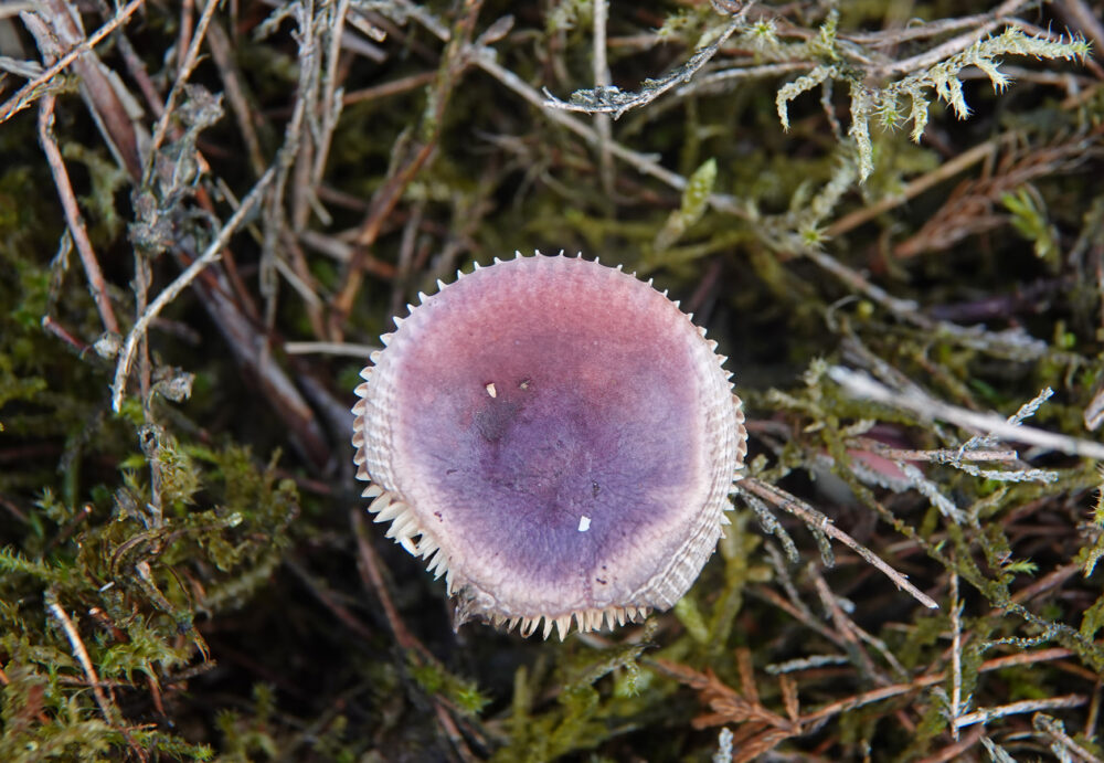 Papilrussula