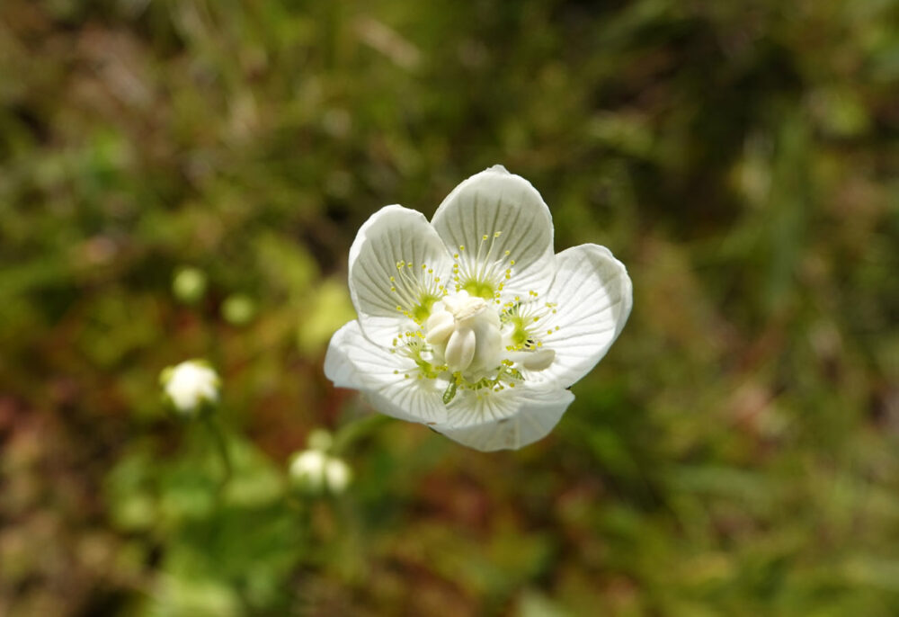Parnassia