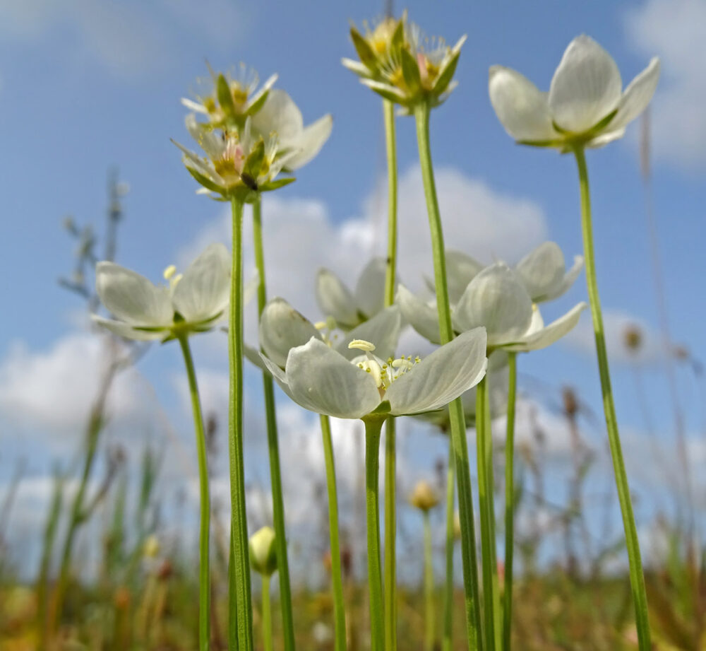 Parnassia