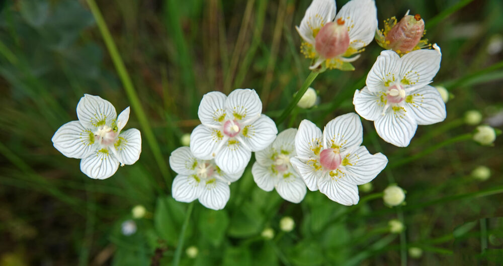 Parnassia