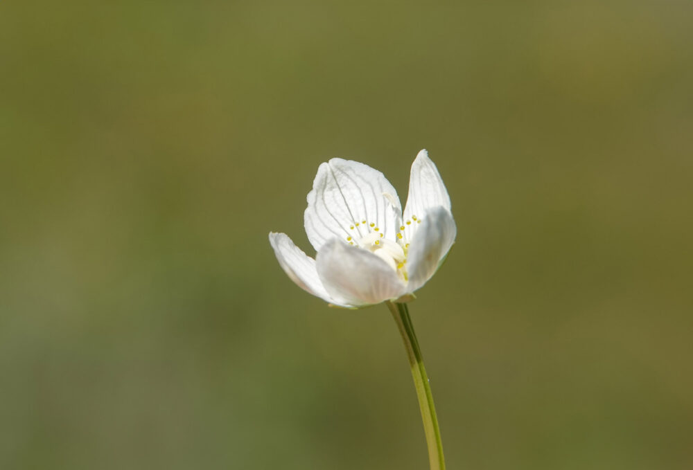 Parnassia
