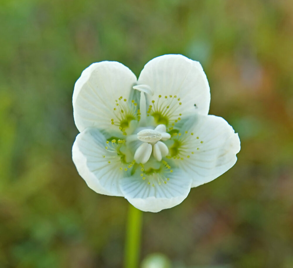 Parnassia