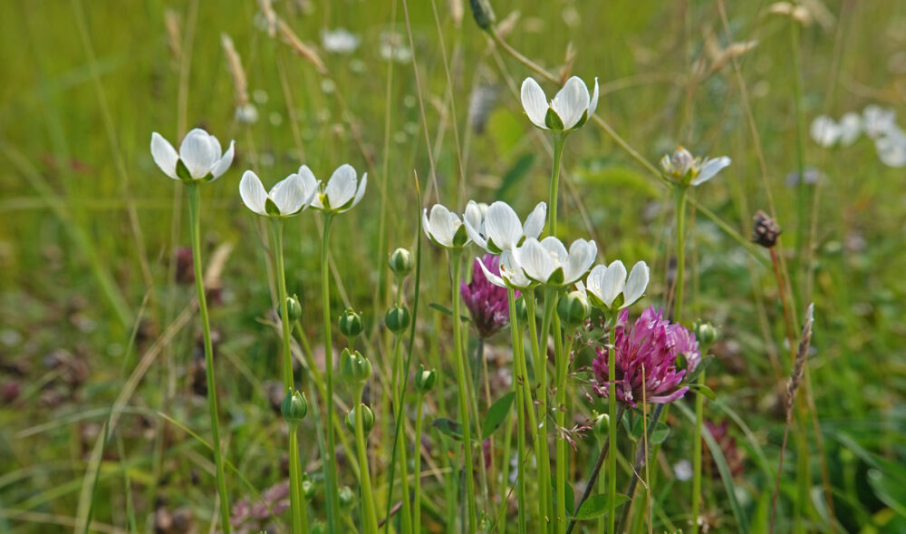 Parnassia