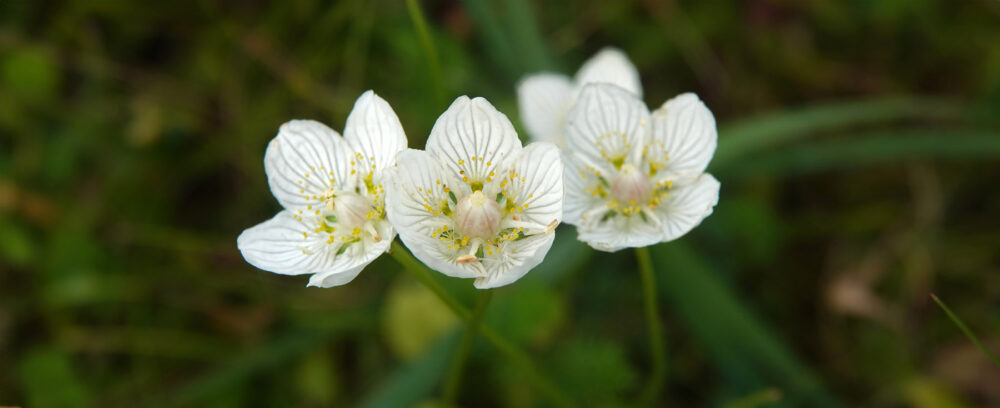 Parnassia