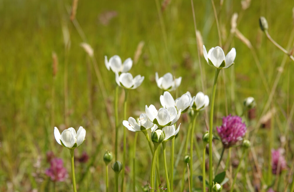 Parnassia