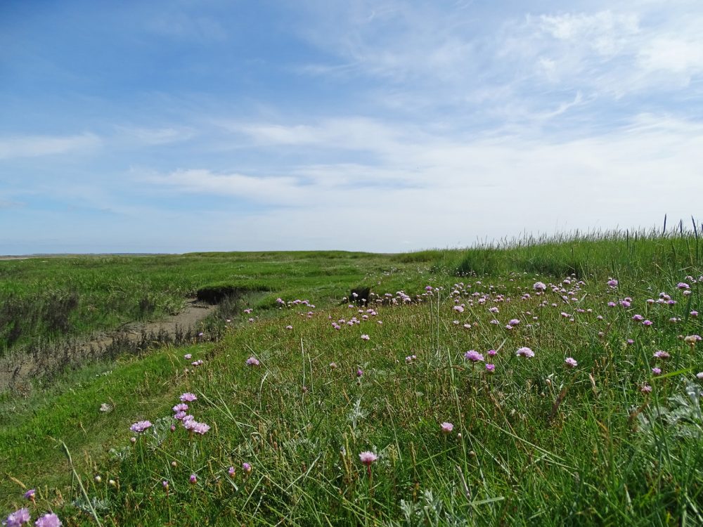 Peazemerlannen (Engels gras)