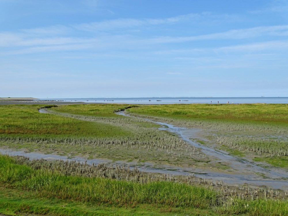 Peazemerlannen (eind zomer)