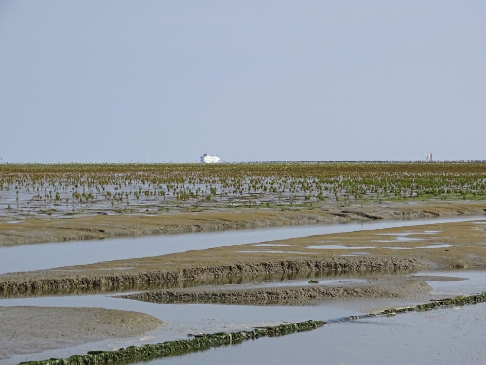 Peazemerlannen (eind zomer)