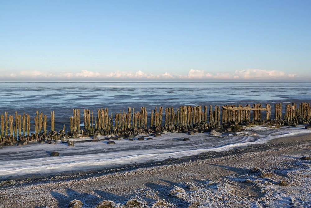 Peazemerlannen in de vorst