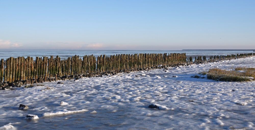 Peazemerlannen in de vorst