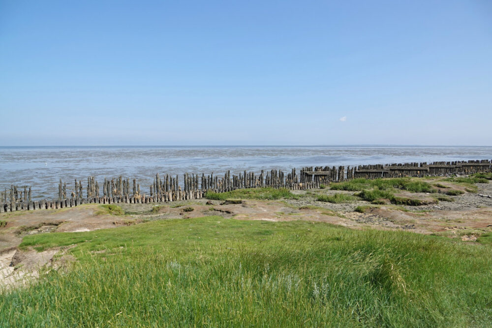 Peazemerlannen in de zomer