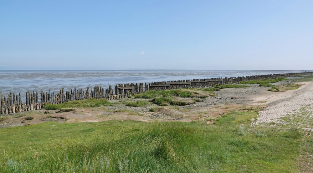 Peazemerlannen in de zomer