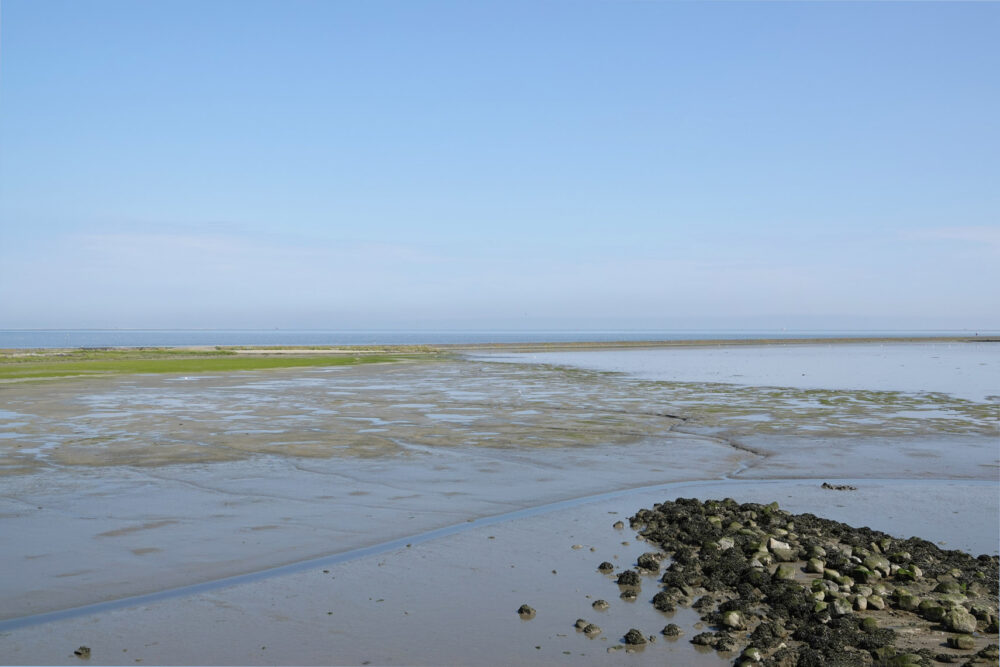 Peazemerlannen in de zomer