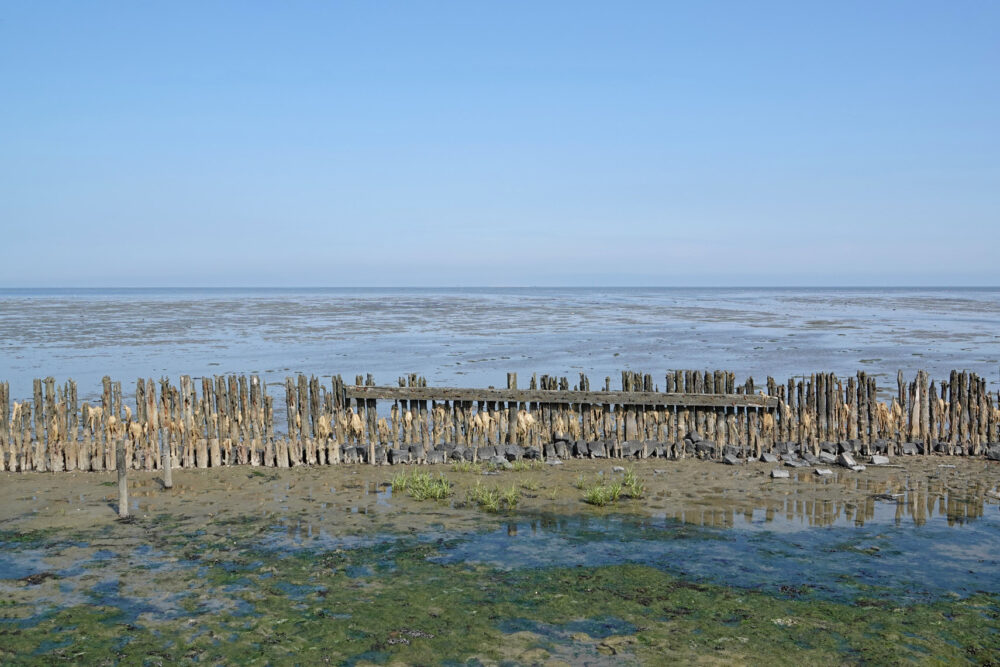 Peazemerlannen in de zomer