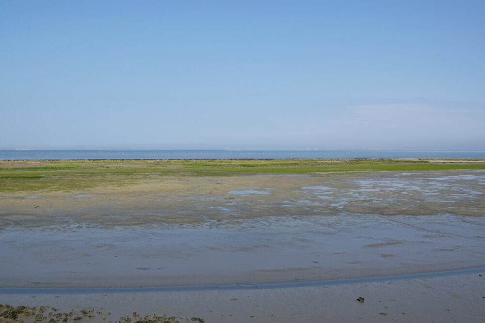 Peazemerlannen in de zomer