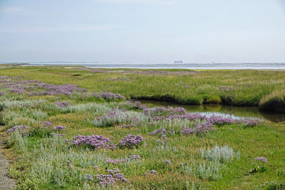 Peazemerlannen in de zomer