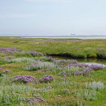 Peazemerlannen (Waddenzee)